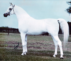 Ansata El Naseri ( Ansata Ibn Sudan x Ansata Bint Bukra )